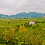 Brda Dok Wine Day Slovenia (9)