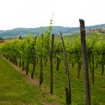 Brda Dok Wine Day Slovenia (21)