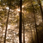 Morning fog through the trees as we hiked up the switchbacks