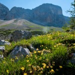 Wildflowers - Seven Lakes Hike - Slovenia