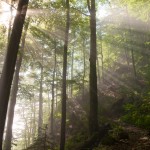 Morning Fog through the trees- Seven Lakes- Slovenia