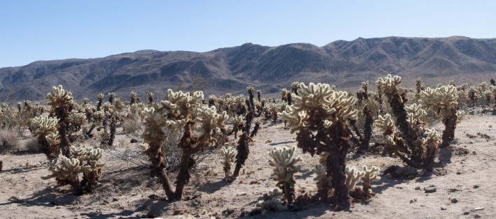 2013-02-Road_Trip-Joshua_Tree10