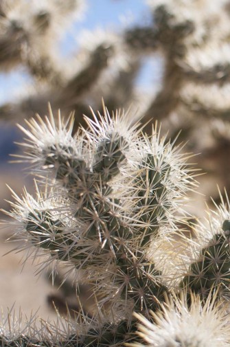 2013-02-Road_Trip-Joshua_Tree5