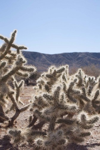 2013-02-Road_Trip-Joshua_Tree6