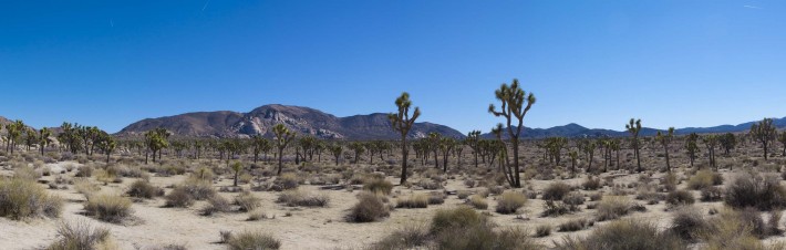 2013-02-Road_Trip-Joshua_Tree9